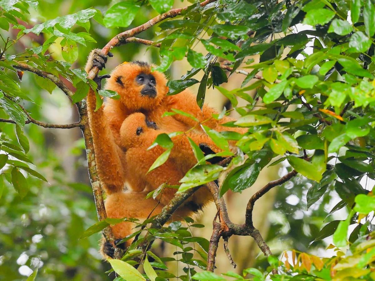 Gibbon Singing Home Stay Quan Tom Екстер'єр фото